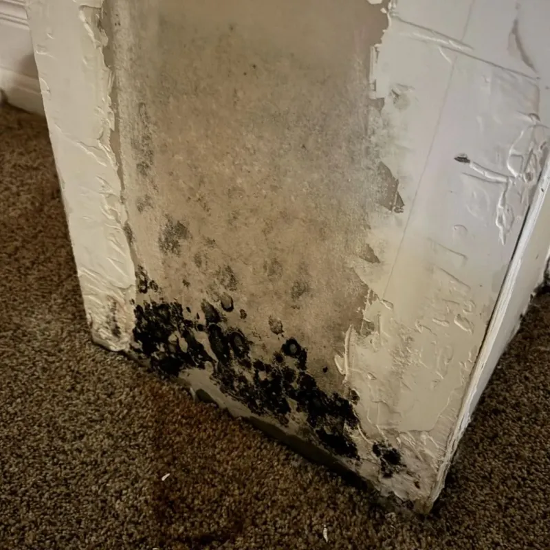 Professional Mold Removal in Delphos, OH